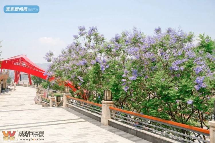震憾！宜宾超美蓝花楹大道来了！还有这些地方……-40.jpeg