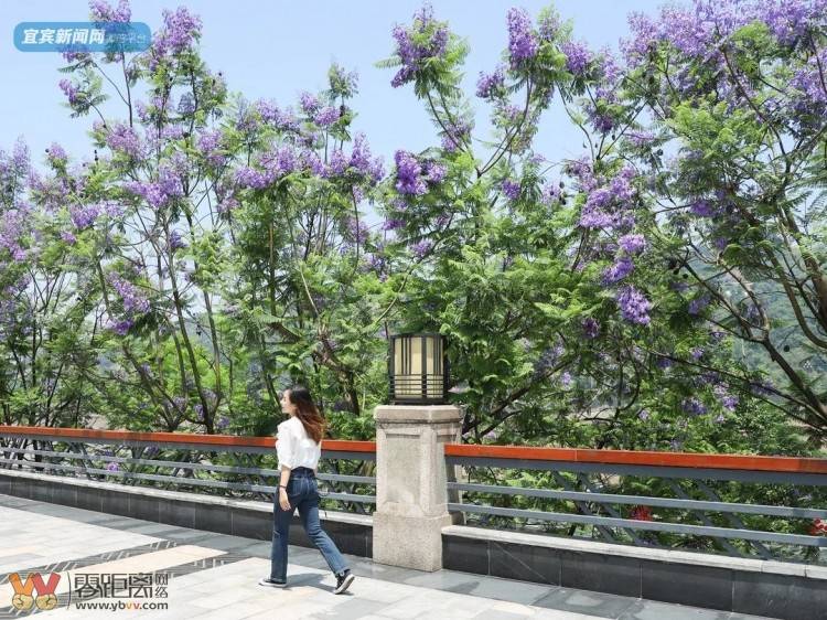 震憾！宜宾超美蓝花楹大道来了！还有这些地方……-41.jpeg