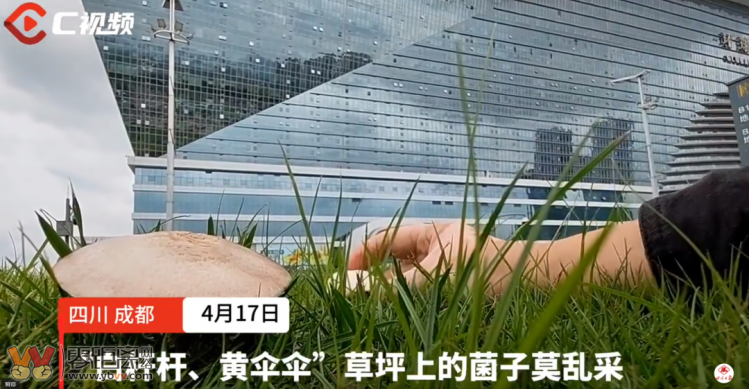四川首例！致命鹅膏！男子后山采白蘑菇中毒致肝衰竭……-1.png