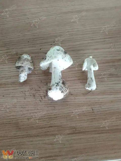 四川首例！致命鹅膏！男子后山采白蘑菇中毒致肝衰竭……-3.jpeg