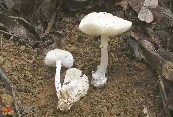 四川首例！致命鹅膏！男子后山采白蘑菇中毒致肝衰竭……-6.jpeg