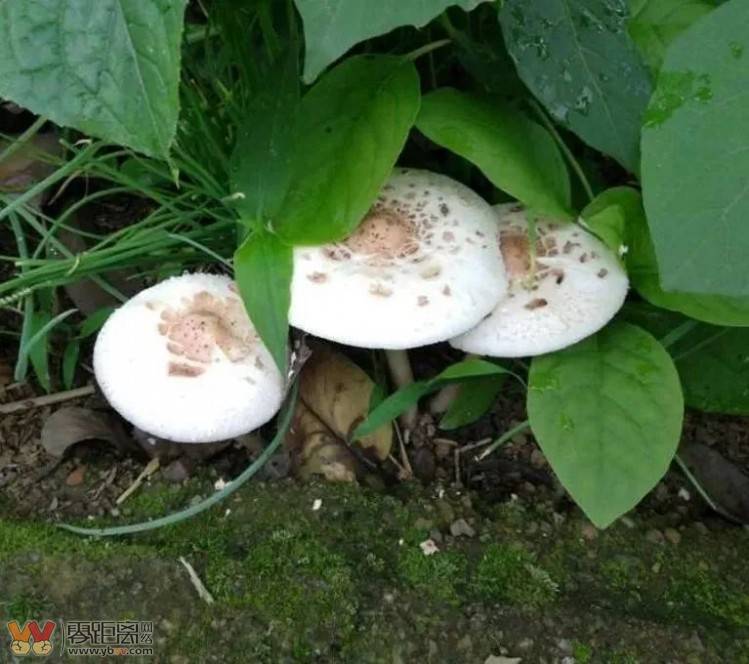 四川首例！致命鹅膏！男子后山采白蘑菇中毒致肝衰竭……-12.jpeg