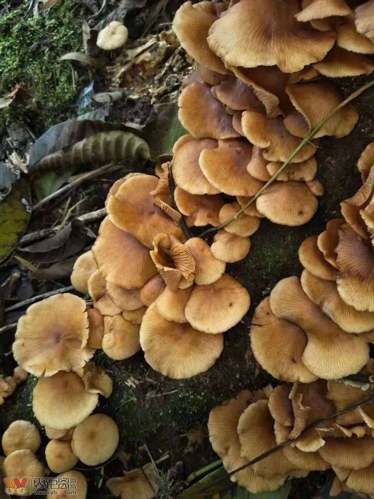四川首例！致命鹅膏！男子后山采白蘑菇中毒致肝衰竭……-13.jpeg