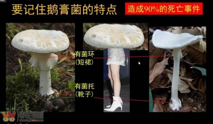 四川首例！致命鹅膏！男子后山采白蘑菇中毒致肝衰竭……-10.jpeg