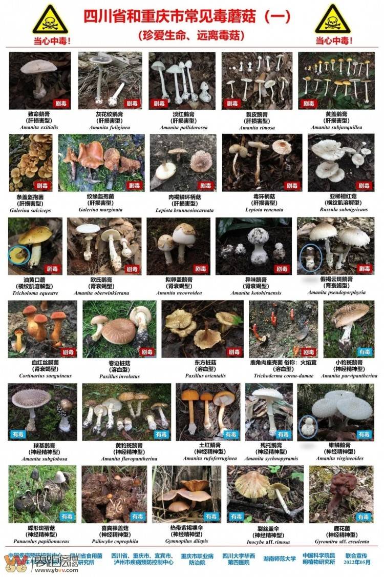 四川首例！致命鹅膏！男子后山采白蘑菇中毒致肝衰竭……-15.jpeg