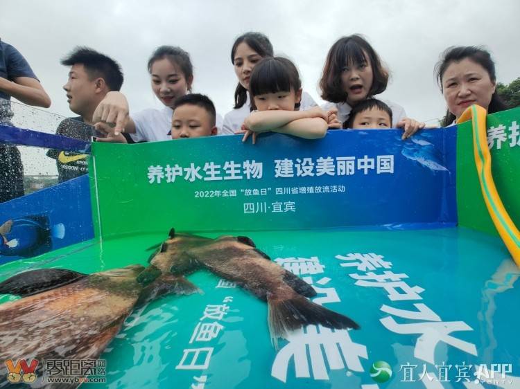 长江鲟、胭脂鱼……近90万尾，从宜宾放流长江-2.jpg