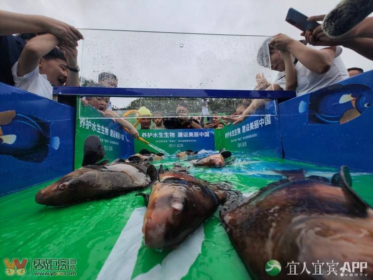 长江鲟、胭脂鱼……近90万尾，从宜宾放流长江-3.jpg