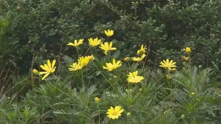 宜宾南岸新增一座公园！免费进入，已正式开放！位置在…-3.jpg