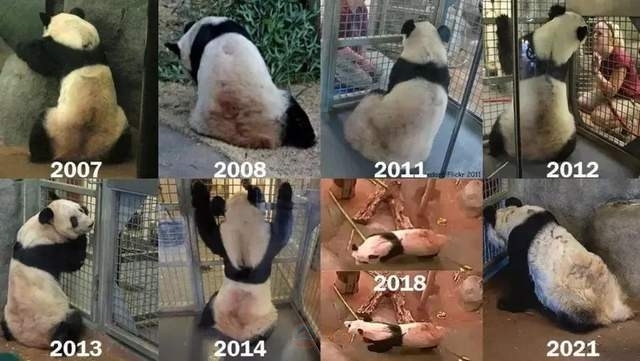 旅美大熊猫丫丫瘦到皮包骨！我们在宜宾一起等它回家！-1.jpg