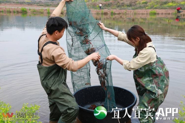 每一只都能“变现”，宜宾早虾就是那么“豪”-1.jpg
