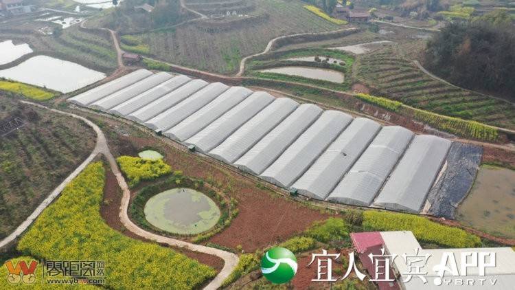 每一只都能“变现”，宜宾早虾就是那么“豪”-3.jpg