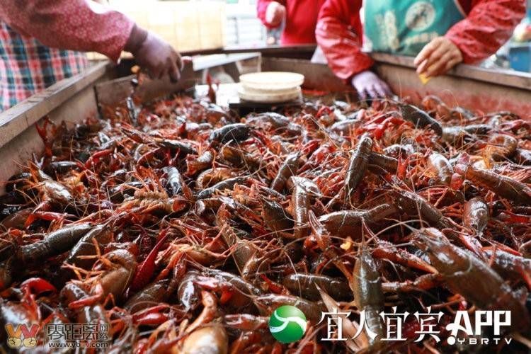 每一只都能“变现”，宜宾早虾就是那么“豪”-2.jpg