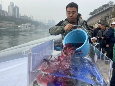 放鱼了！49.47万尾珍稀鱼类游进长江！-3.jpg