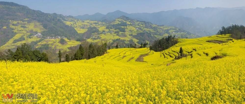 和美乡村行丨屏山第七届中都油菜花旅游文化节活动倒计时5天！-1.jpeg