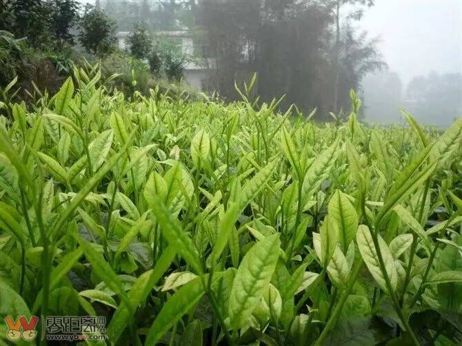 和美乡村行丨屏山第七届中都油菜花旅游文化节活动倒计时5天！-3.jpeg