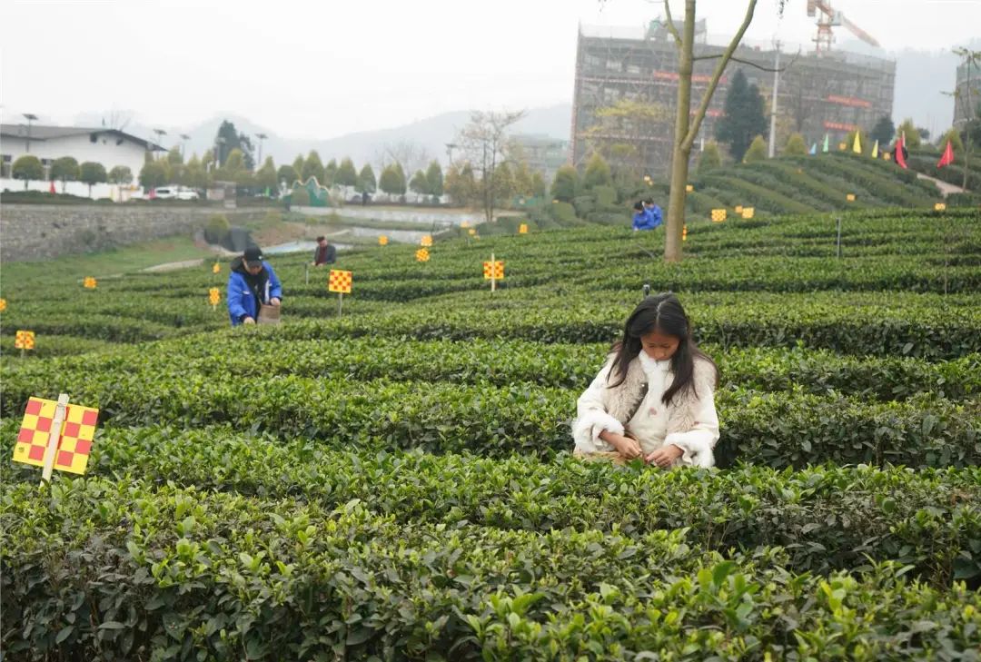 宜宾早茶看筠连，筠连红茶开园采摘啦！-9.jpg