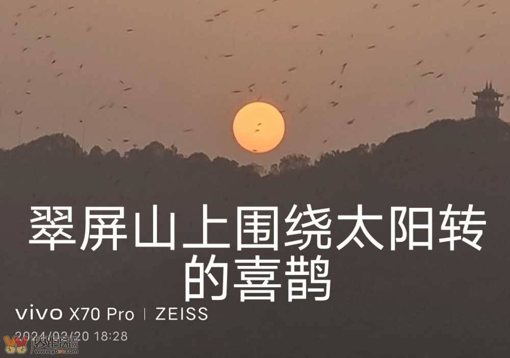 疑惑2024-2-20 18:28 在水东门用手机居然拍到翠屏山顶的小鸟-1.jpg