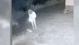 宜宾一宠物狗被毒死，凶手竟是因为......-3.gif
