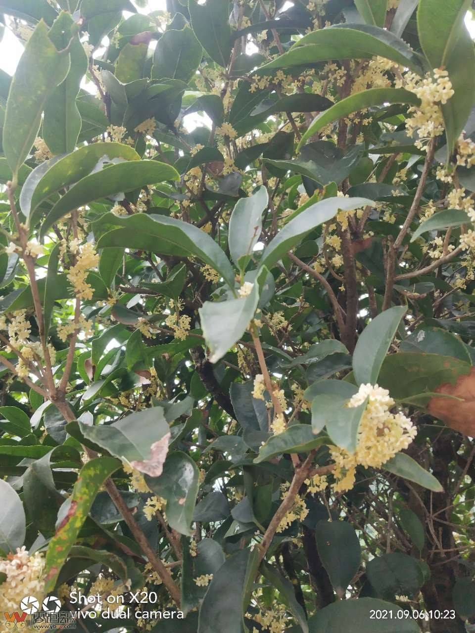 2024宜宾城区中秋节里你看见桂花了吗？老莫没有发现，应该与今年的连续高温日有关-1.jpg