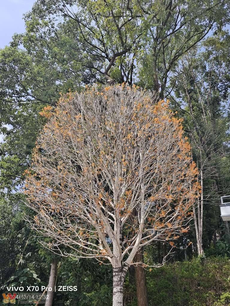 2024.10.14.只开花没有叶的秃头桂花树-1.jpg
