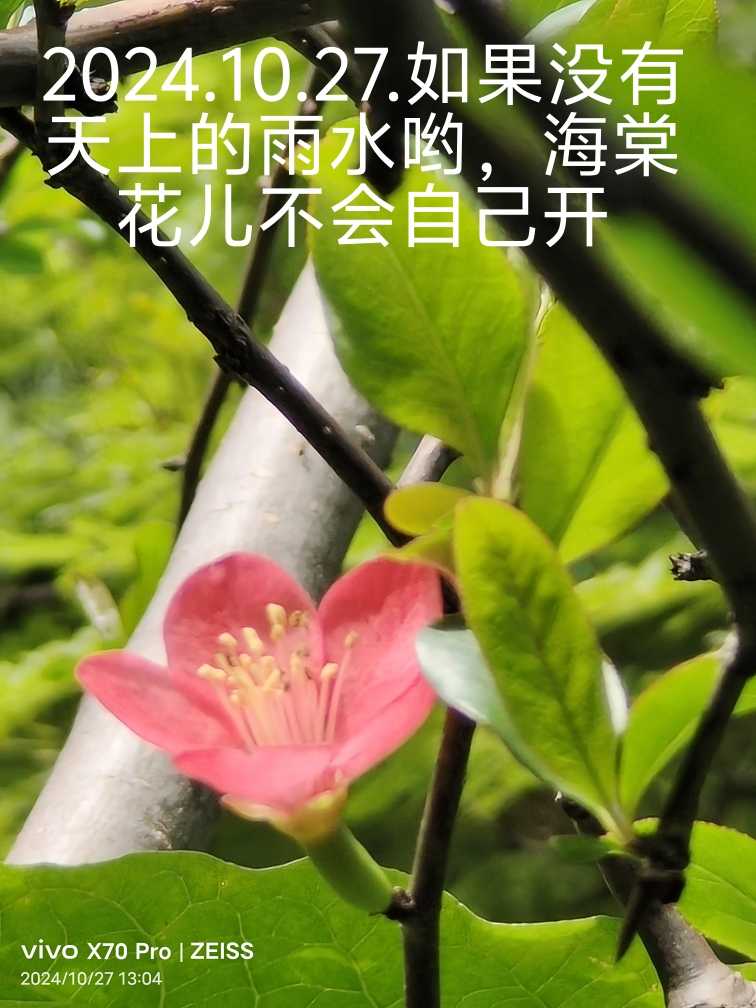 2024-10-27，如果没有天上的雨水哟，海棠花儿不会自己开-1.jpg