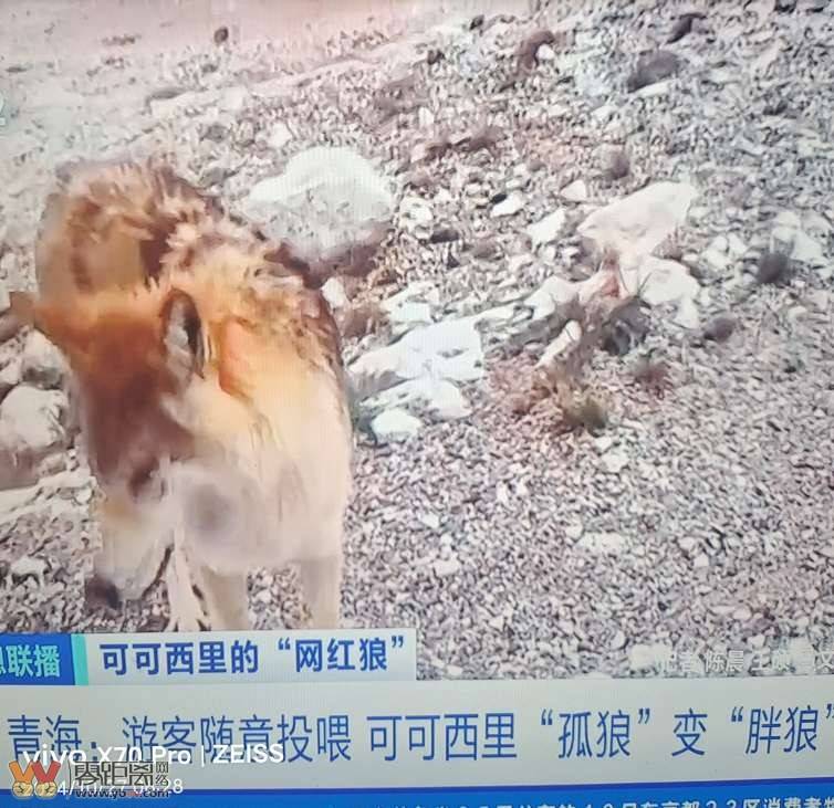 可可西里的狼变狗只要一年时间-1.jpg