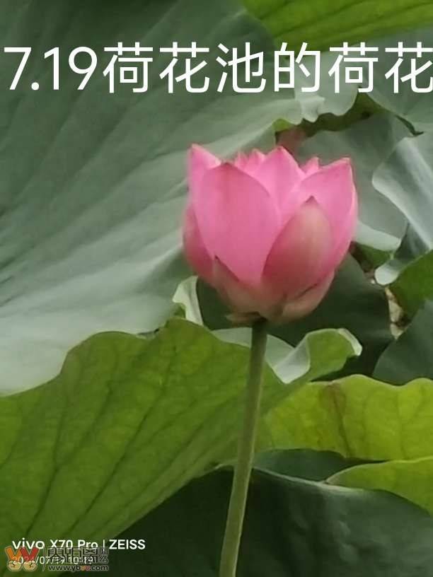 2024.11.28.昔日山上荷花池的荷花的莲兜-2.jpg