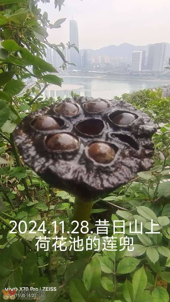 2024.11.28.昔日山上荷花池的荷花的莲兜-1.jpg
