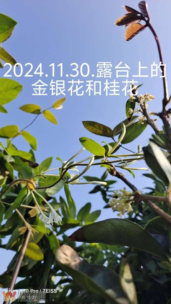 2024.11.30.露台上的金银花和桂花-1.jpg