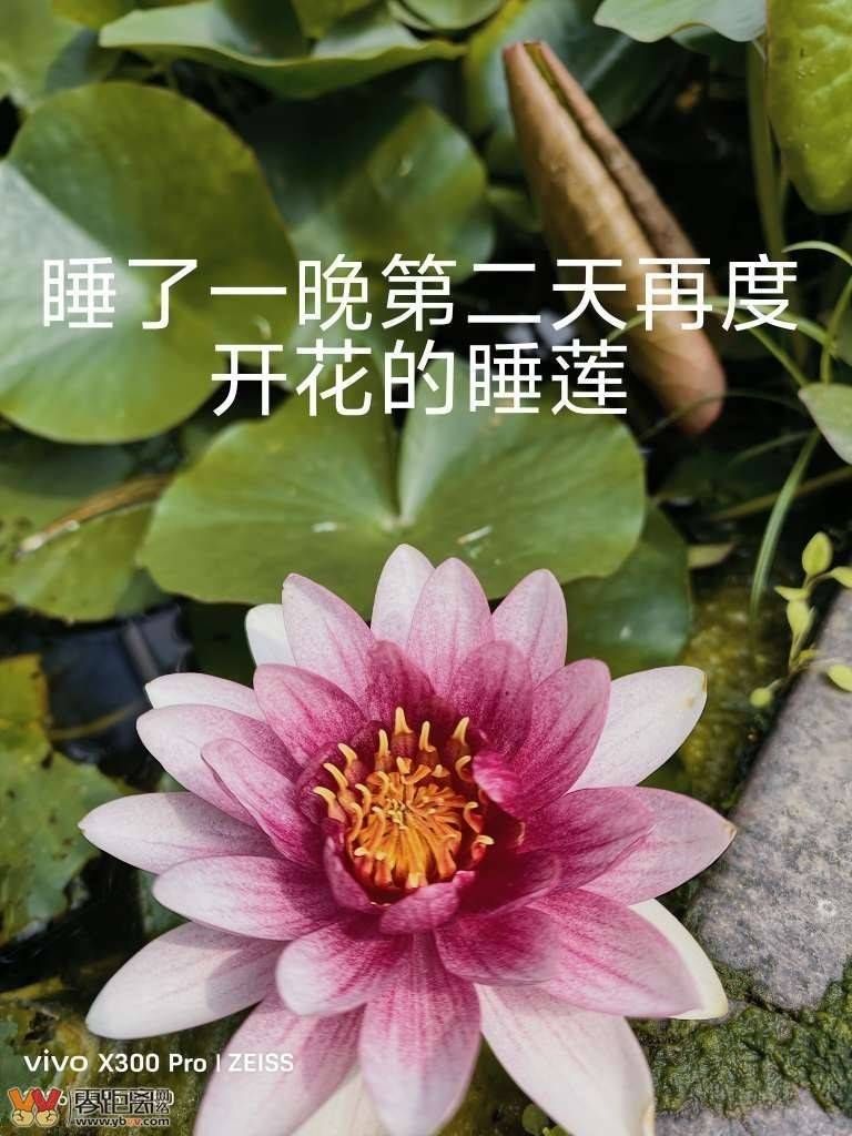 7d1a413de324a9ee4c3a1ccd335c1d36_174356u0ldxlg0dm5hhgsx.jpg