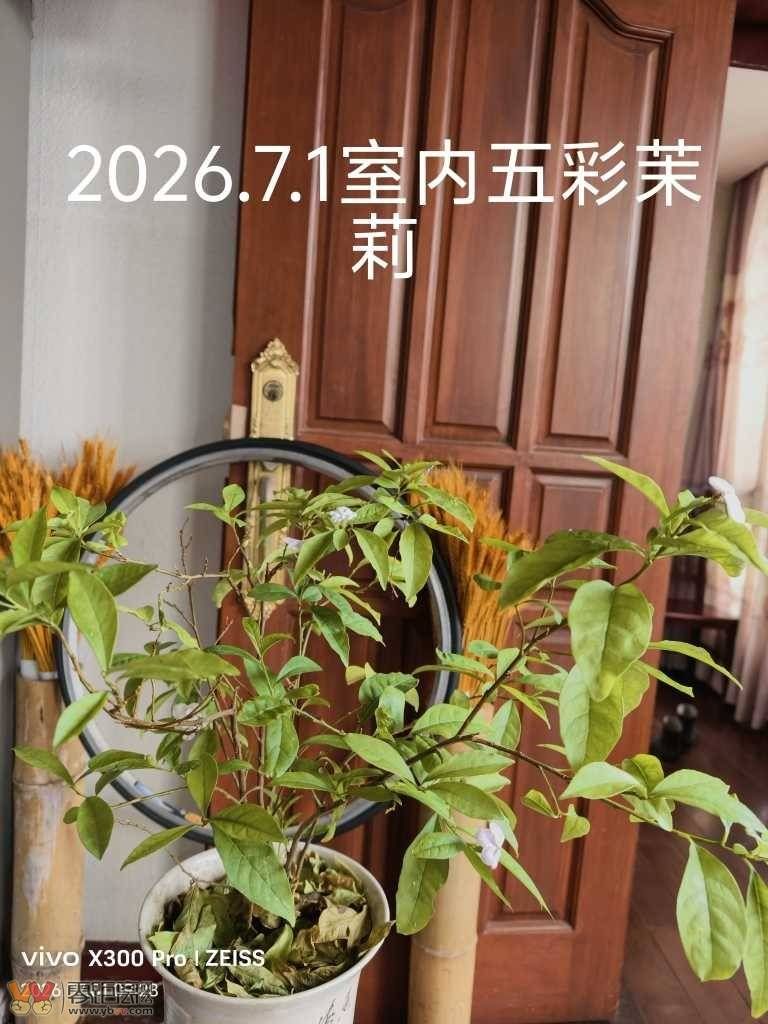 3667e197221096652a1691dedab873f5_094006otvjmcfgolagvz36.jpg