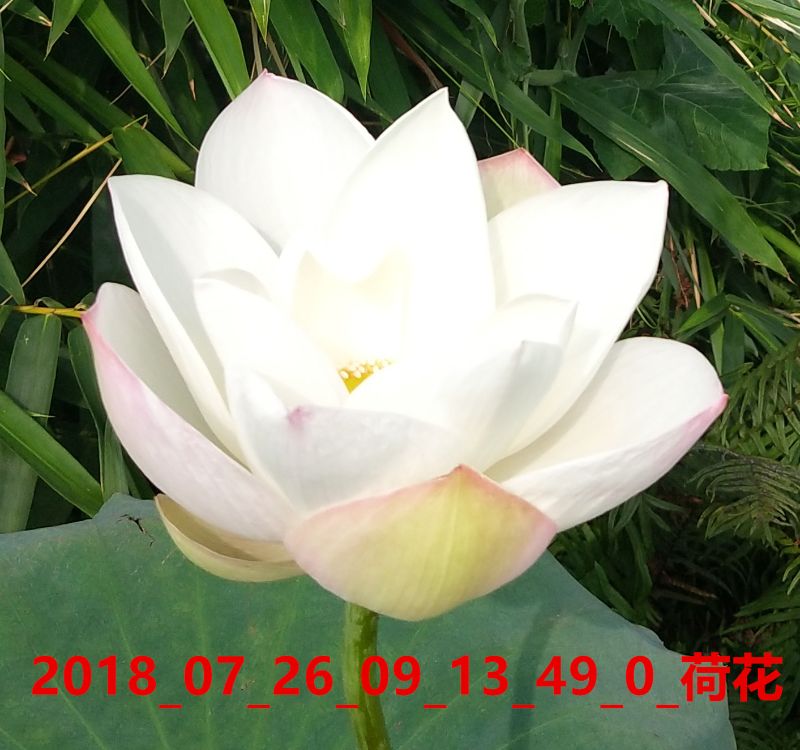 2018_07_26_09_13_49_0_荷花.jpg