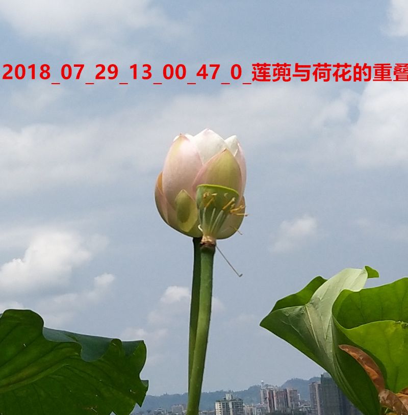 2018_07_29_13_00_47_0_莲蔸与荷花的重叠.jpg